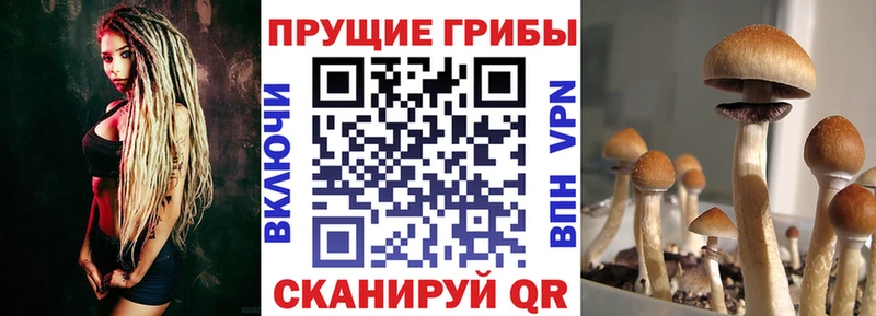 Галлюциногенные грибы Magic Shrooms  Советск 